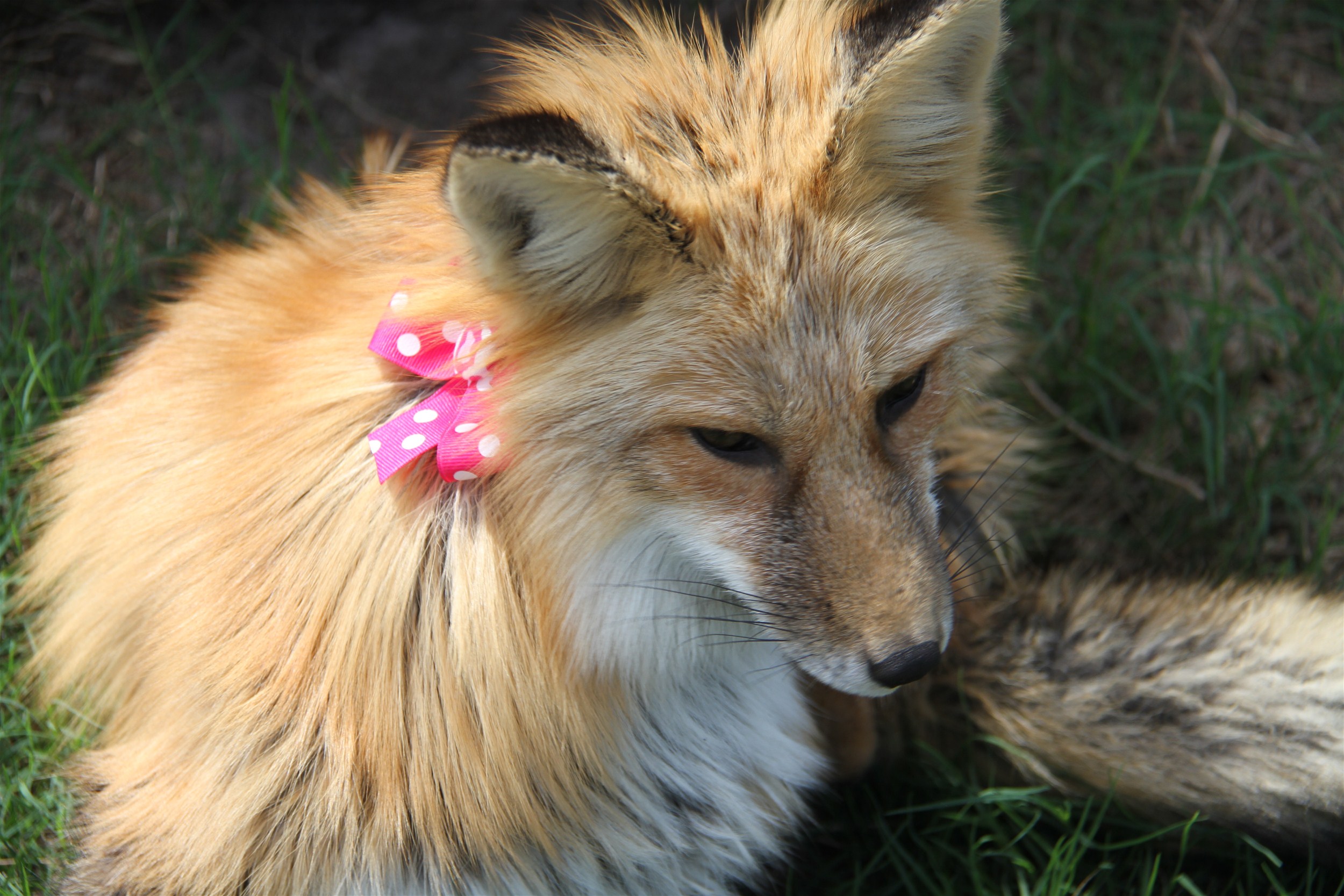 Anya - 1st Siberian Domestic Fox into USA